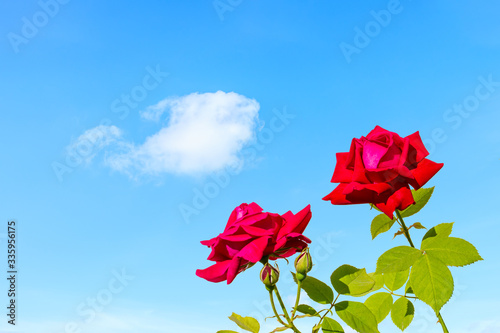 Red rose flower and blue sky background.