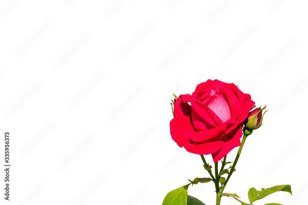 Fototapeta premium A red rose flower on white background.