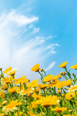 Blooming yellow daisies under blue sky.