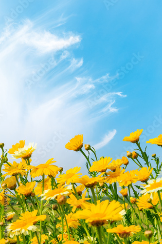 Blooming yellow daisies under blue sky.