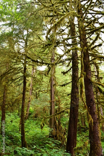 Moss on tall trees near Tongass National Forest, Alaska