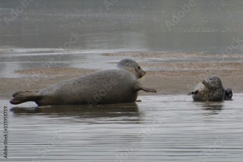 Mother and child seal playing