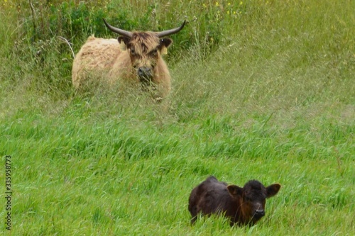 Mother and baby bull / ox in grassy pasture