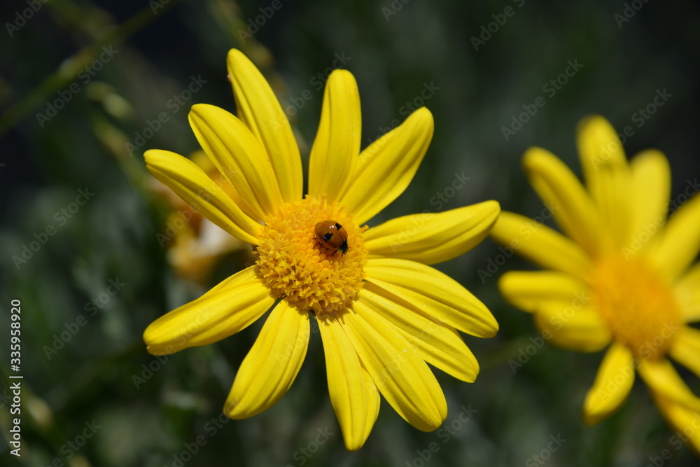 Obraz premium Ladybug on yellow flower