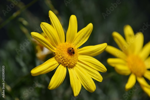 Ladybug on yellow flower
