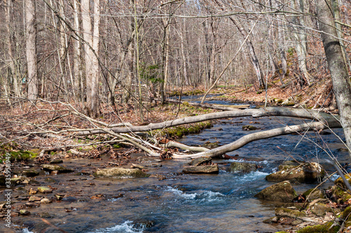 Fototapeta Naklejka Na Ścianę i Meble -  Thompson Run, a natural stream running through springs woods in Deerfield Township, Warren County, Pennsylvania, USA