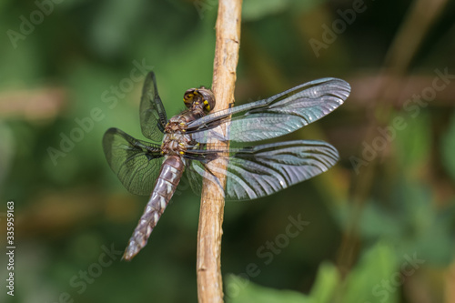 A close up of a female common whitetail dragonfly perches upon a stick. North Carolina. photo