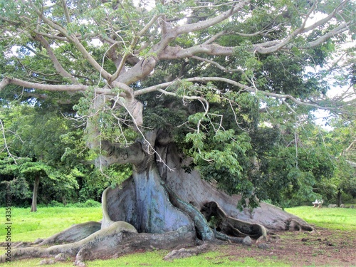 An old banyan tree on the island of Viequez photo