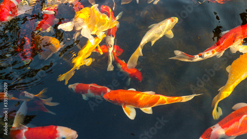 Many colorful koi fish play in the pool and wait for the party. The concept of fighting for food Decorative fish for the park area 