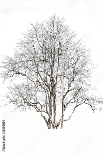 tree isolated on white background, 