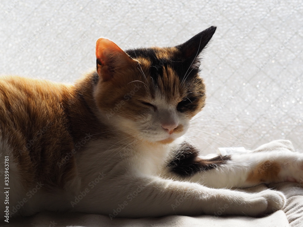 Naklejka premium リラックスした猫