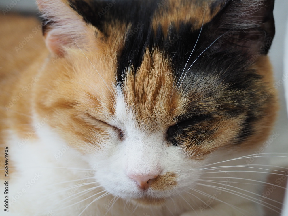 リラックスした猫 リラックスした猫