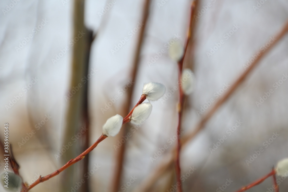 Pussy Willow, Pylypow Wetlands, Edmonton, Alberta Pussy Willow, Pylypow Wetlands, Edmonton, Alberta