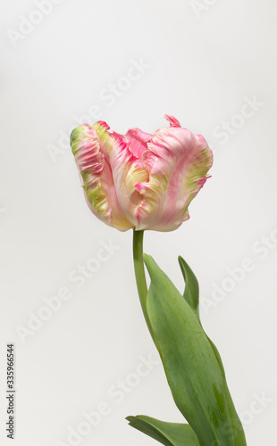 Beautiful Pink parrot tulip on white background #335966544