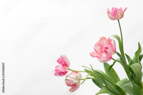 Fototapeta Naklejka Na Ścianę i Meble -  Beautiful Pink parrot tulip on white background