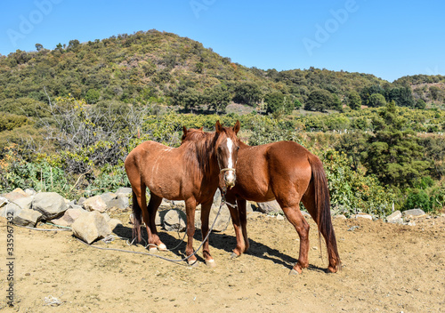 Two horses resting on the side of a mountain