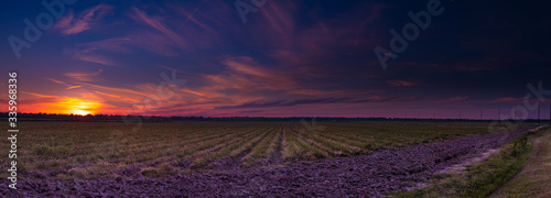 Louisiana Sugarcane Sunset Panorama