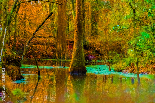 Psychedelic Swamp