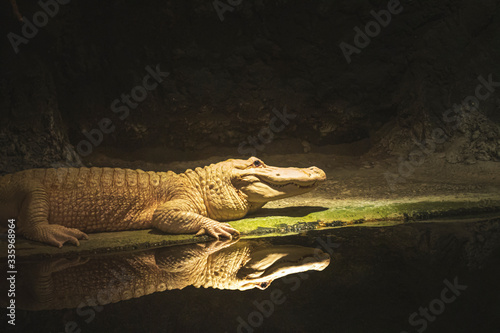 Albino Alligator with Reflection