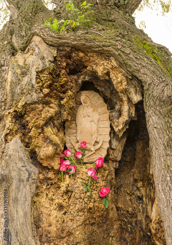 Guadalupana craved in a old tree