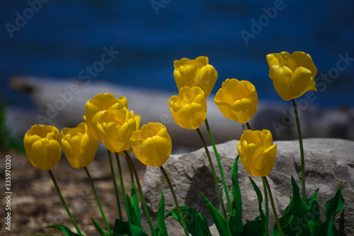 yellow tulips