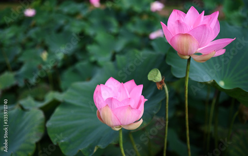beautiful lotus flowers with leaves in garden