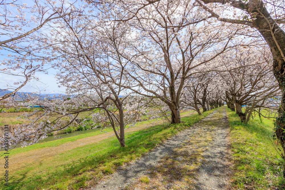 流川の桜並木 Row of cherry blossom trees 福岡県うきは市