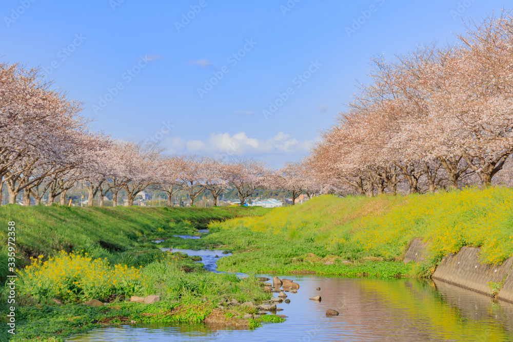 草場川の桜並木 福岡県朝倉郡 Row of cherry blossom trees Fukuoka Asakura-gun 草場川の桜並木 福岡県朝倉郡 Row of cherry blossom trees Fukuoka Asakura-gun