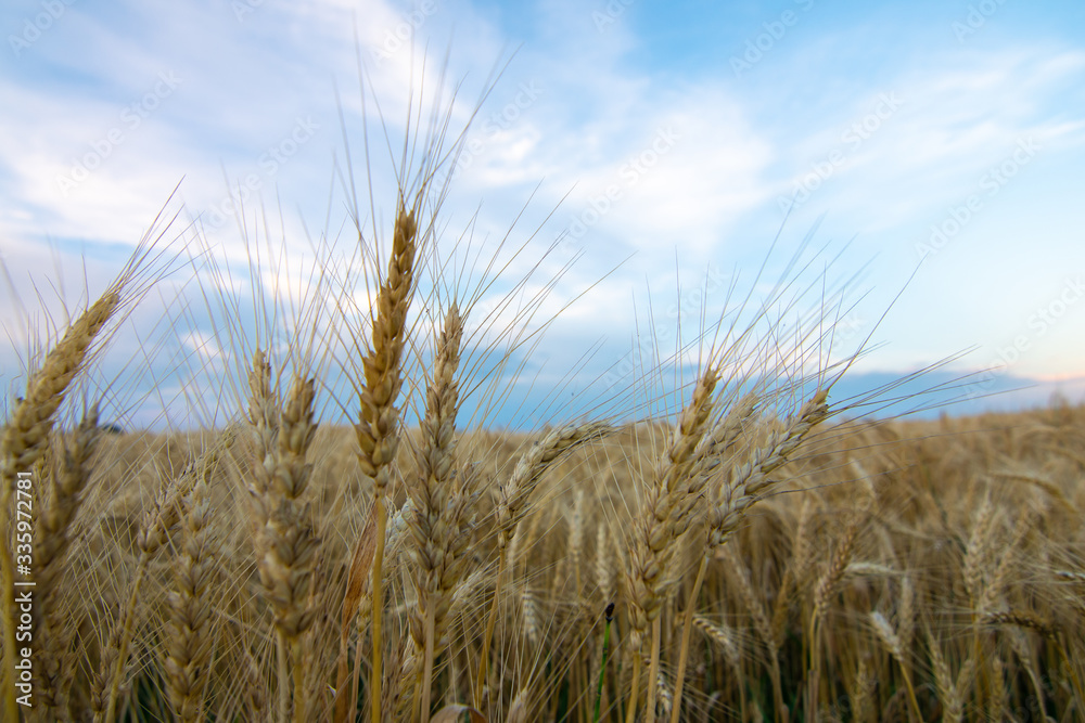 Approaching sunset in the wheat field.  Rural Illinois, USA.