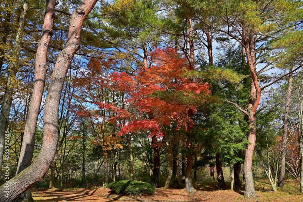 Fototapeta premium きれいに色づいたモミジの紅葉＠岡山