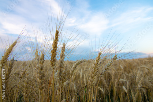 Approaching sunset in the wheat field. Rural Illinois, USA.