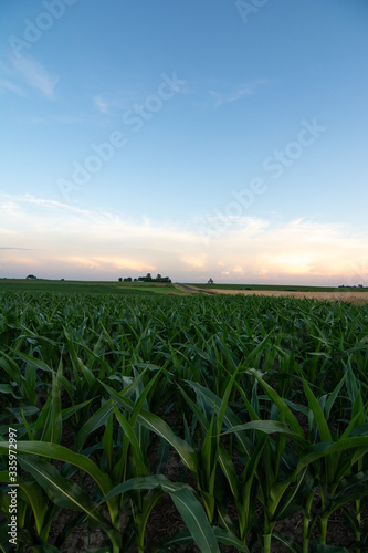 Rural Lasalle county at sunset.  Illinois  USA.