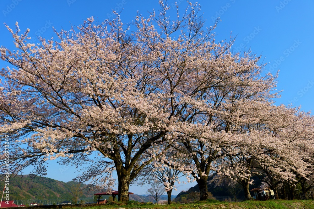 春　さくら　満開　風情　風景　杤木