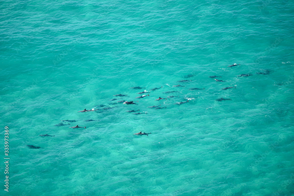 A pod of dolphin swimming in the crystal clear water, Byron Bay Australia A pod of dolphin swimming in the crystal clear water, Byron Bay Australia