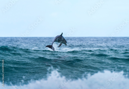 Jumping dolphin, Sydney Australia