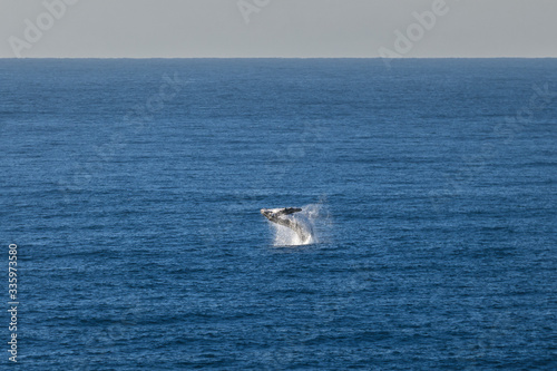 Humpback whale swimming near the coast, Sydney Australia © Gary