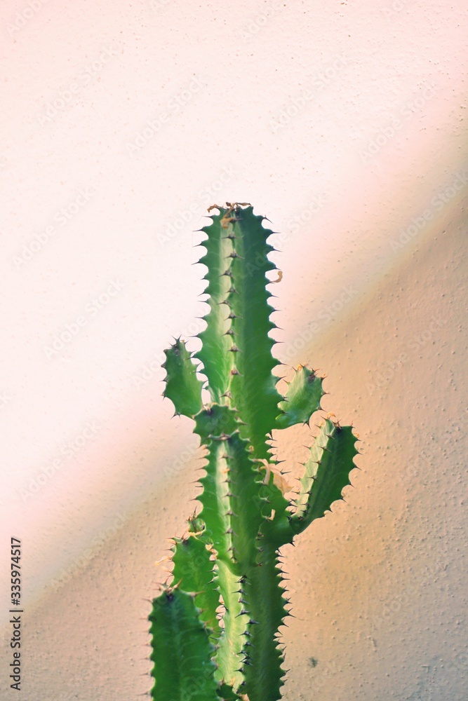 Naklejka premium CACTUS