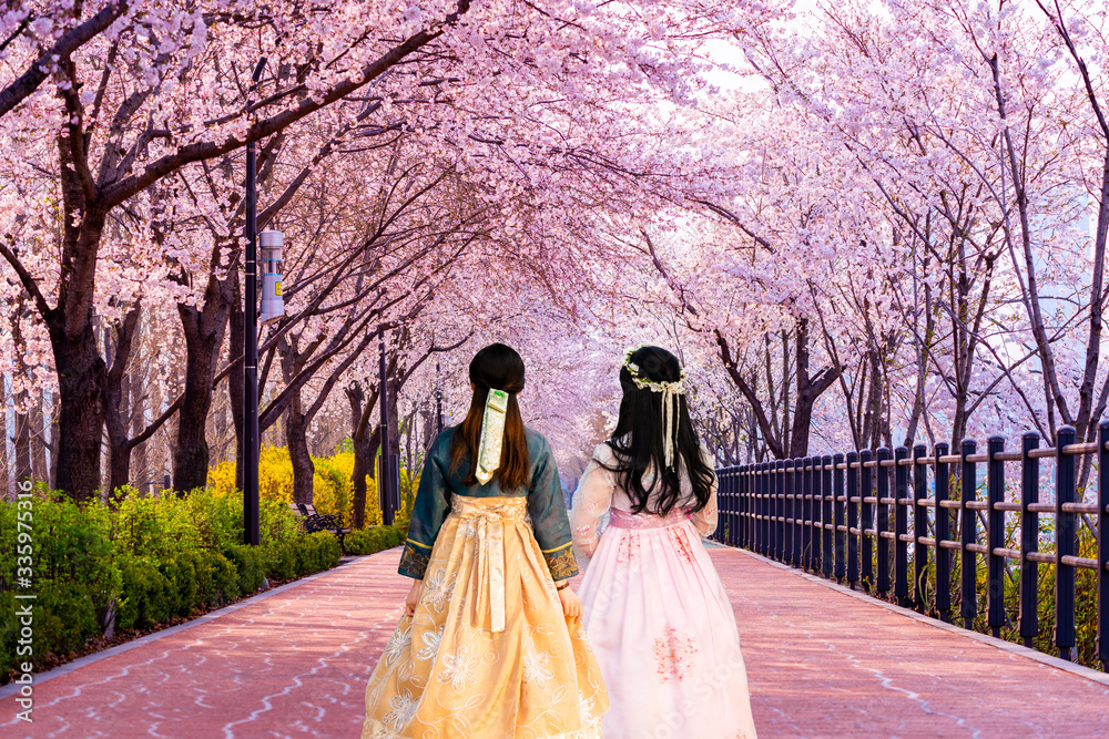 Korean Girls dressed Hanbok.Cherry blossom of Spring in Seoul, South Korea .