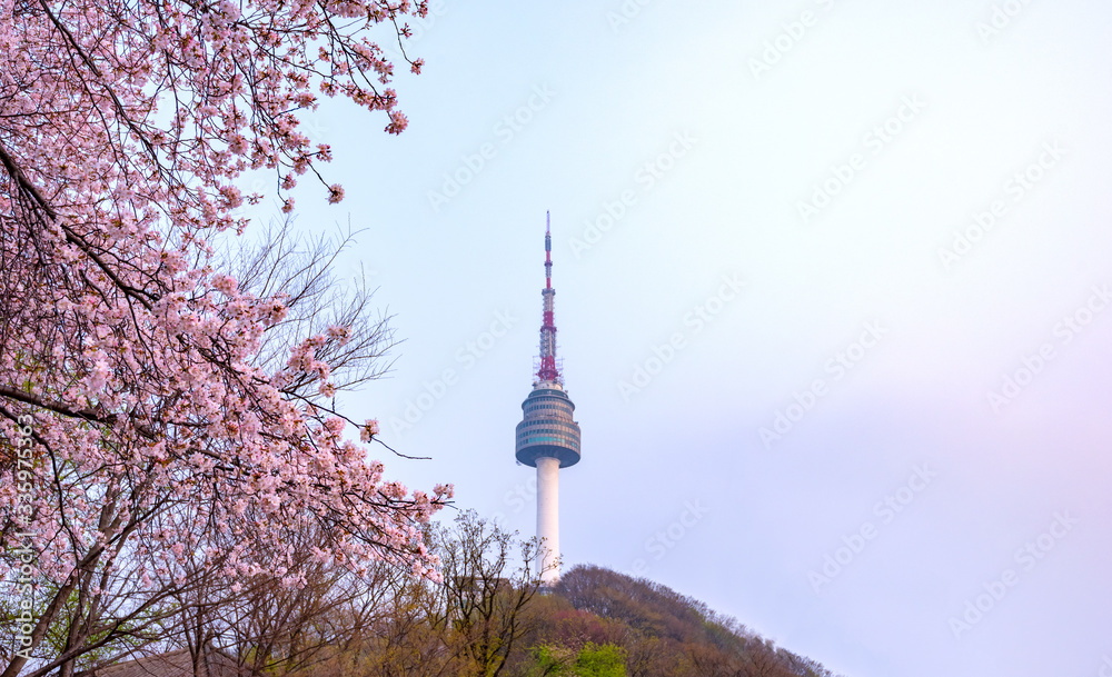 Cherry blossom of Spring in Seoul, South Korea .