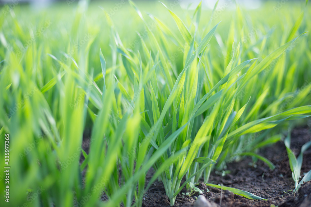 Fototapeta premium 大麦若葉