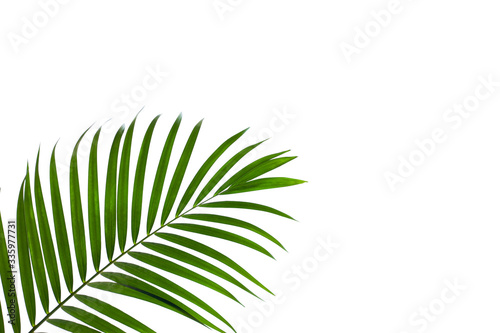 Fototapeta Naklejka Na Ścianę i Meble -  leaves of coconut isolated on white background for design elements, tropical leaf, summer background