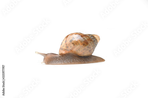 Snail on White background in Thailand and Southeast Asia.
