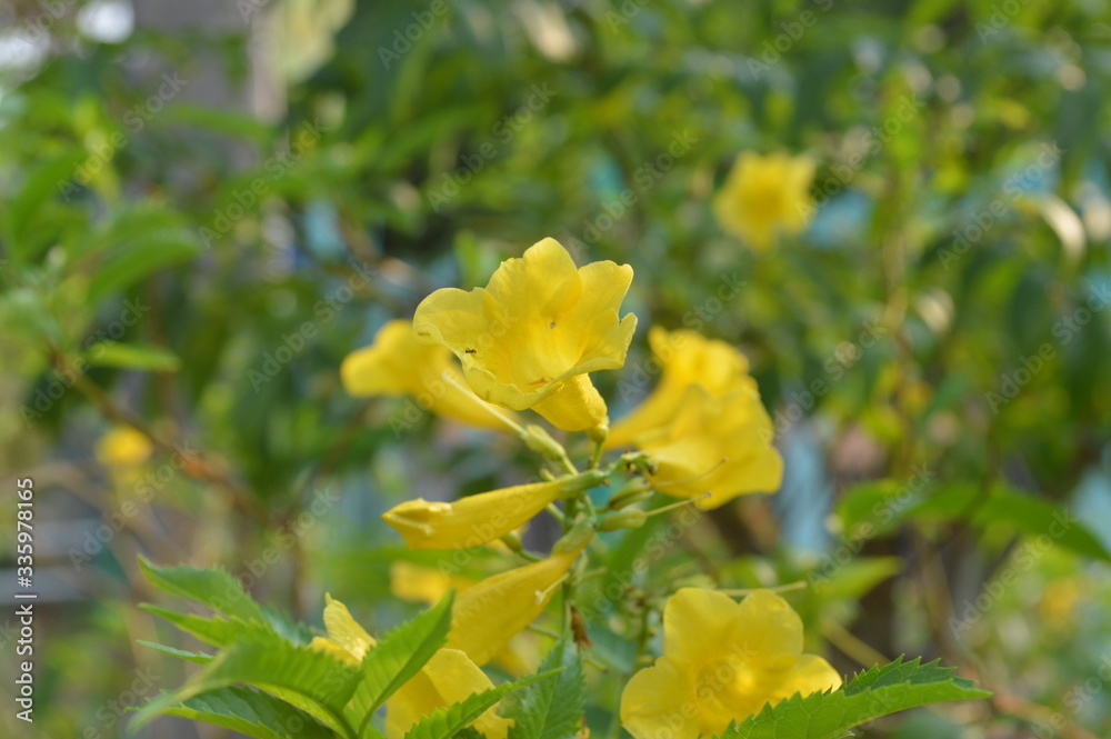 Yellow flowers are blooming beautifully.
