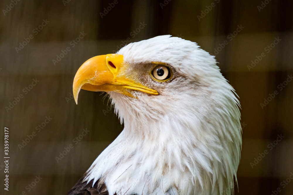 Fototapeta premium American Bald Eagle closeup portrait as zoo specimen located in Georgia.