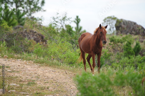 horses eating grass in nature