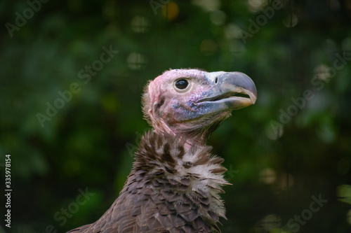 Lappet-Faced Vulture closeup as zoological specimen in Georgia.