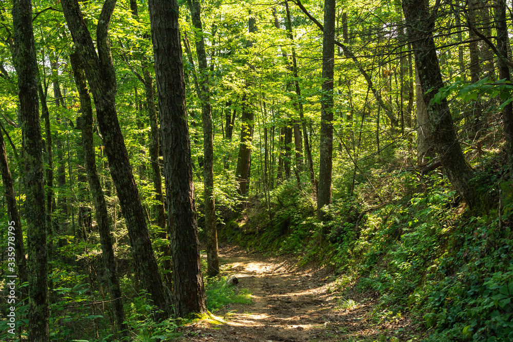Obraz premium Smoky Mountains landscape along the trails. Smoky Mountains National Park, Tennessee, USA