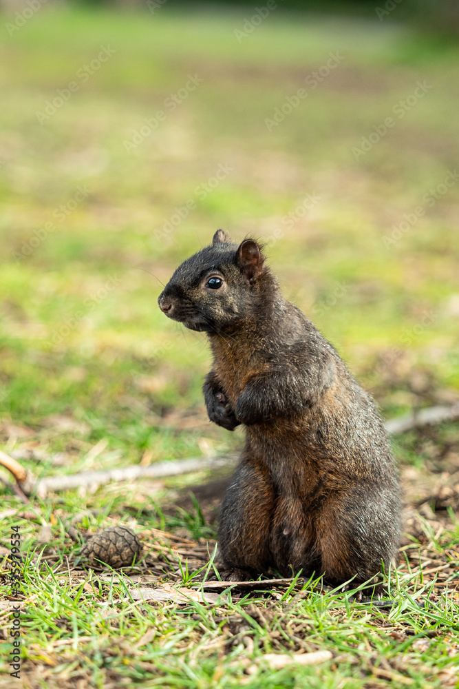 close up of one cute brown squirrel standing on the ground looking to the right close up of one cute brown squirrel standing on the ground looking to the right