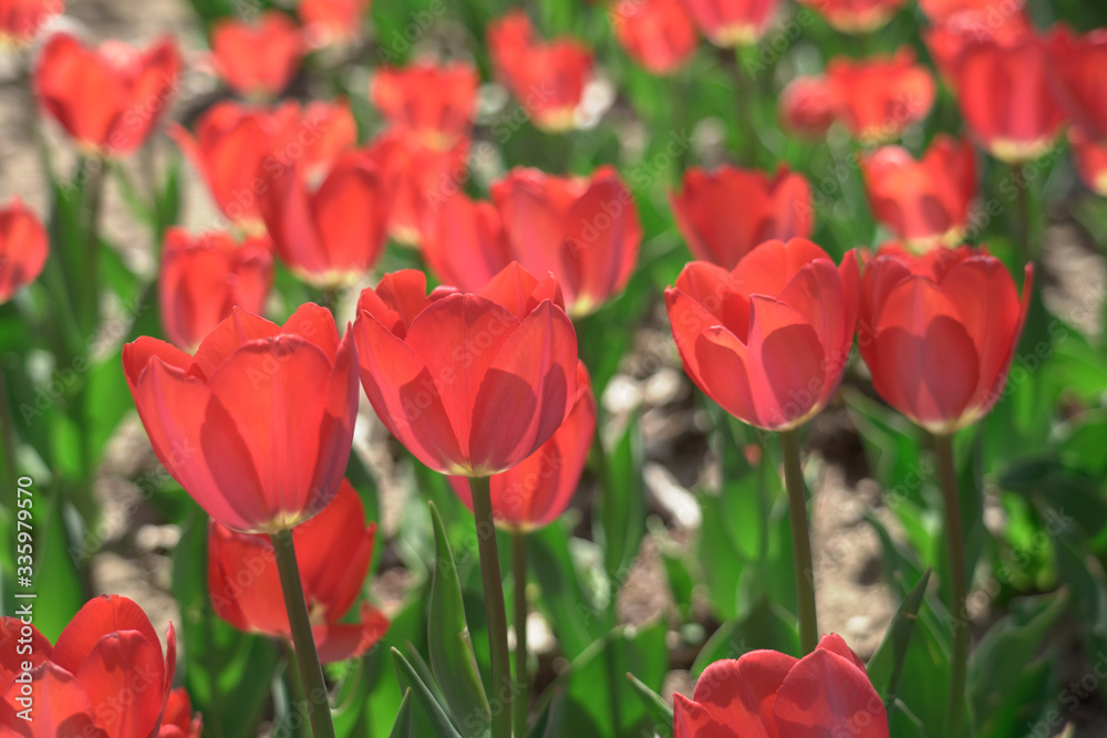 Obraz premium Bright and beautiful red tulips bloom in spring