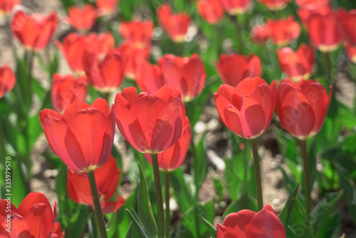 Bright and beautiful red tulips bloom in spring